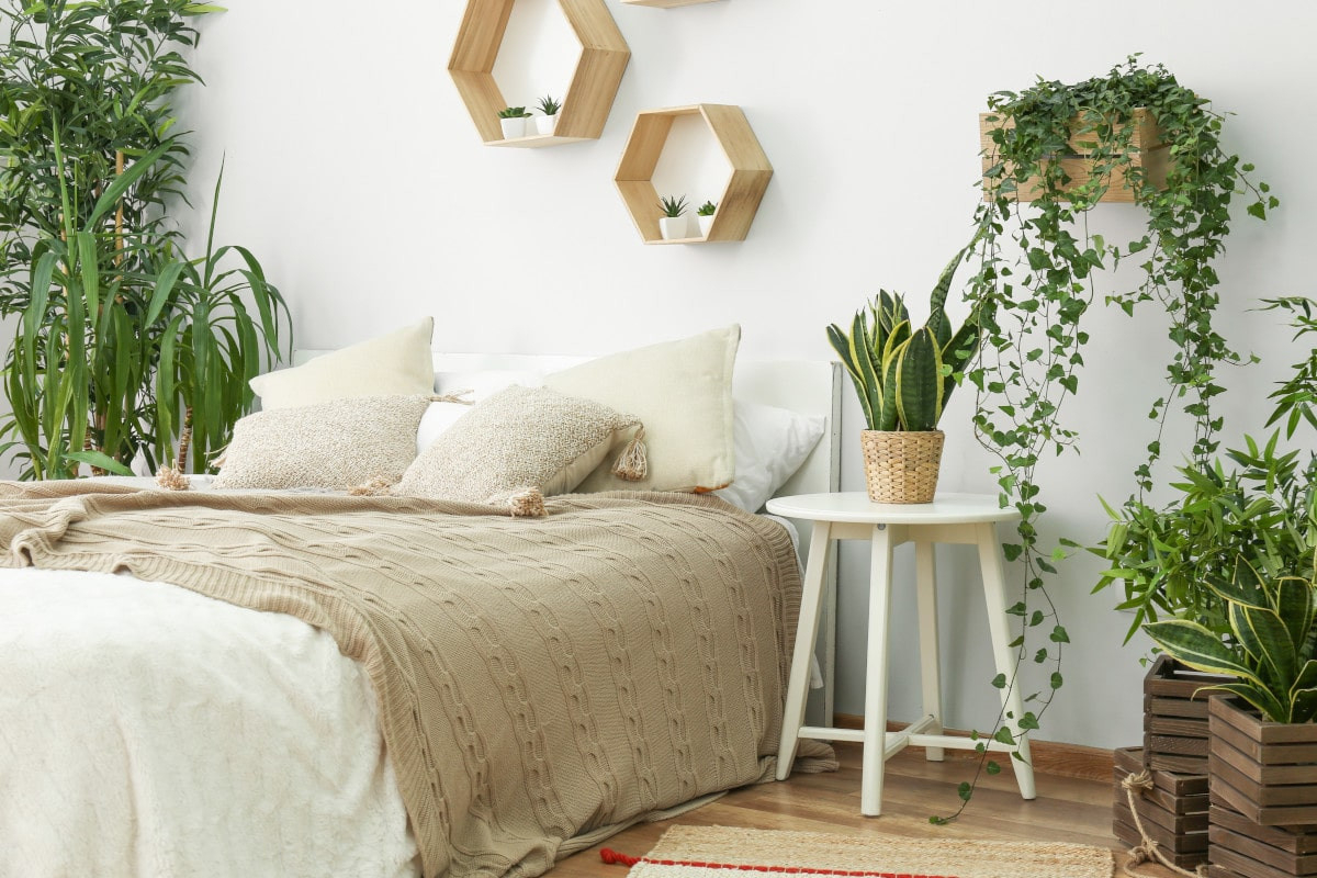 6 Zimmerpflanzen Für Das Schlafzimmer | Flaechenlust Gartenblog regarding Blumen Für Schlafzimmer